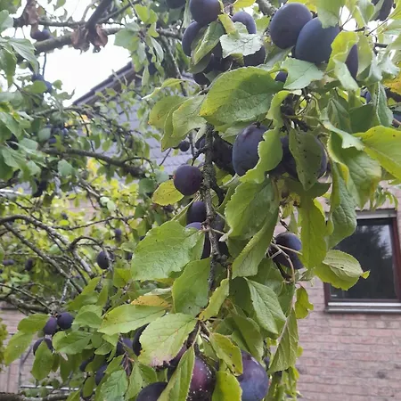 Haus Porsche Ferienhaus