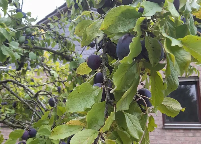 Haus Porsche Feriehus